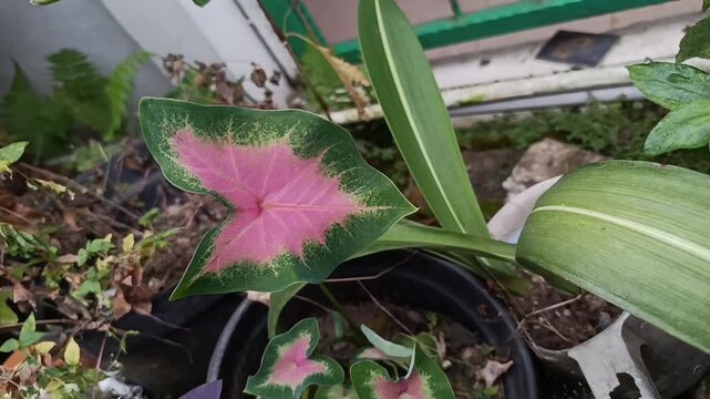 Top View Pink Caladium Leaf In Garden Pot