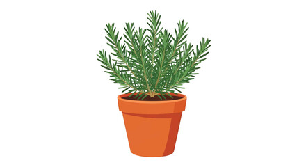 Fototapeta premium Rosemary Plant in Terracotta Pot Isolated on White Background.