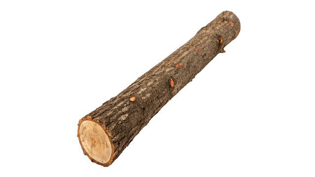 Single natural round brown wooden tree section log asset isolated on transparent background