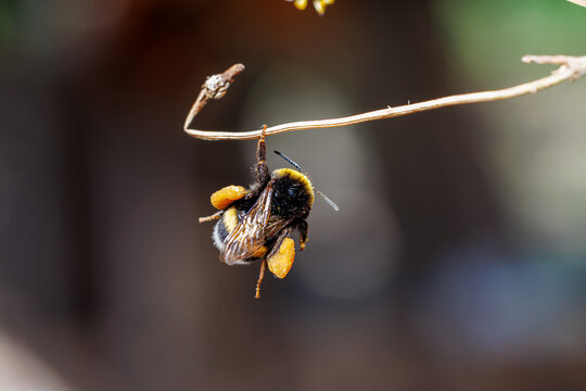 Close-up of a bumblebee with pollen baskets hanging on a dry twig, macro insect photography