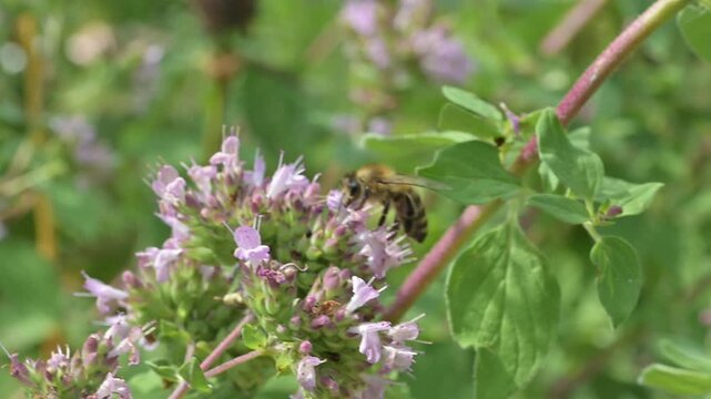 Closeup of honey bee (Apis mellifera) on oregano flowers (Origanum vulgare)