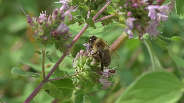 Closeup of honey bee (Apis mellifera) on oregano flowers (Origanum vulgare)