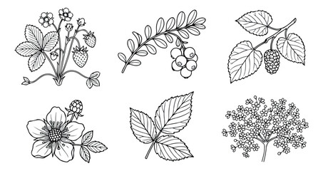 Vintage botanical berry illustrations, set of 6 hand drawn garden fruit sketches, black and white floral line art vectors for organic packaging © Muhammad Sajjad