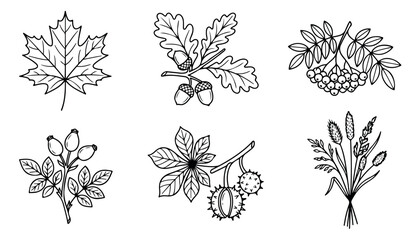 Hand drawn autumn leaf and berry line art set, black and white botanical forest elements vector, minimalist fall foliage and seeds collection © Muhammad Sajjad