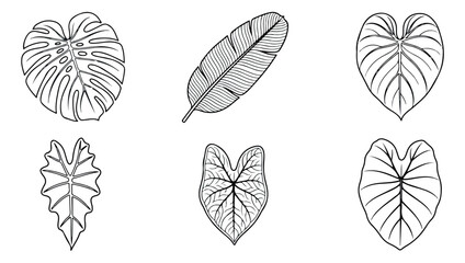 Tropical leaf line art collection, 6 black and white botanical vector icons, minimalist monstera and palm foliage set for modern branding © Muhammad Sajjad