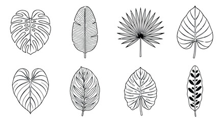 Minimalist tropical leaf line art set, 8 black and white botanical vector illustrations, exotic monstera and palm foliage icons for modern branding © Muhammad Sajjad