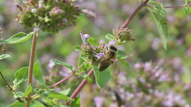 Closeup of honey bee (Apis mellifera) on oregano flowers (Origanum vulgare)