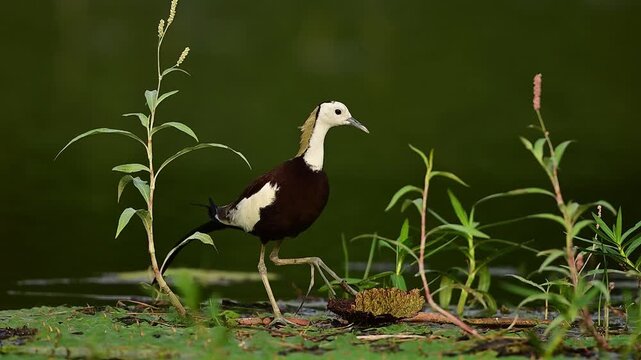 The waterbird is in full breeding plumage, showcasing a rich chocolate-brown body sharply contrasted by a stark white head and foreneck.
