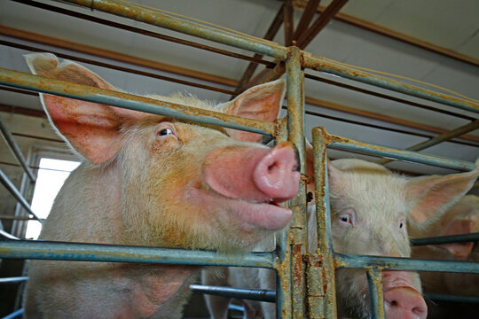 The farm pigs