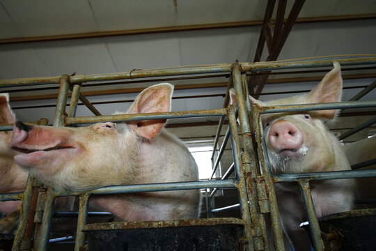 The farm pigs