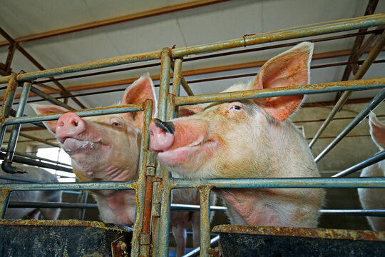 The farm pigs