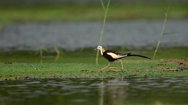 The jacana balances effortlessly on a dense, flat bed of green water chestnut leaves and lily pads.