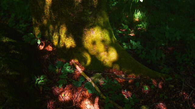 Sunbeams casting shifting shadows on a mossy tree trunk and dry leaves on the forest floor, Friuli, Italy.