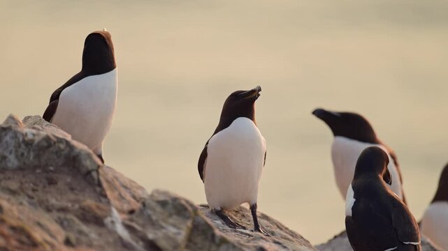 Razorbills Seabirds at Sunset on Coast, Colony of Razorbills on Rocks with Ocean Sea Water and Orange Sunset Sky on Skomer Island in Wales, UK Nature and Wildlife