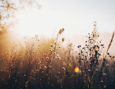 Golden sunrise over a misty meadow with wild dried flowers and grasses in soft morning light