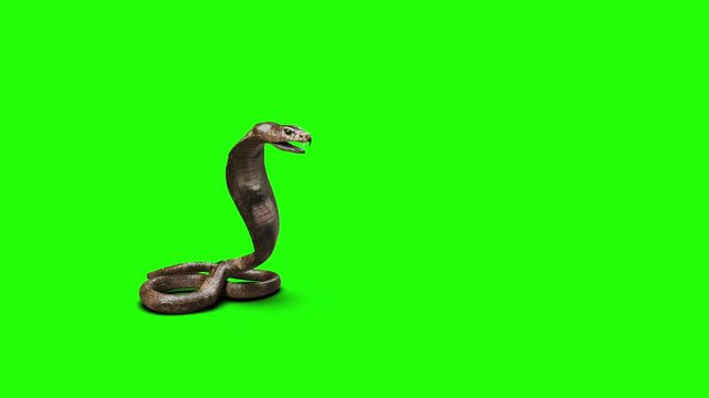 High-quality 3D illustration of an aggressive brown cobra snake raising its head with open fangs, isolated on a green screen background for easy keying and VFX compositing.