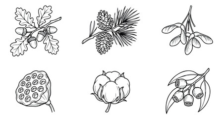 Vintage botanical line art collection, 6 hand drawn forest plant elements, black and white floral vector sketches of acorns pine cones and cotton © Muhammad Sajjad