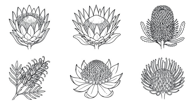 Vintage protea and banksia botanical illustrations, set of 6 hand drawn wild flower vector icons, black and white floral line art elements for wedding design