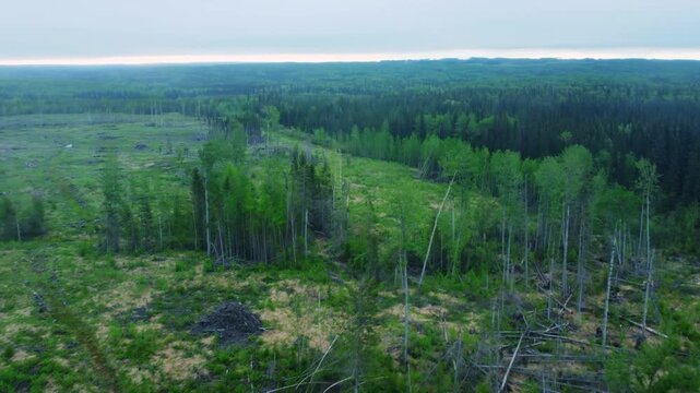 Beautiful summer aerial view of the forest near Fawcett Lake, Alberta