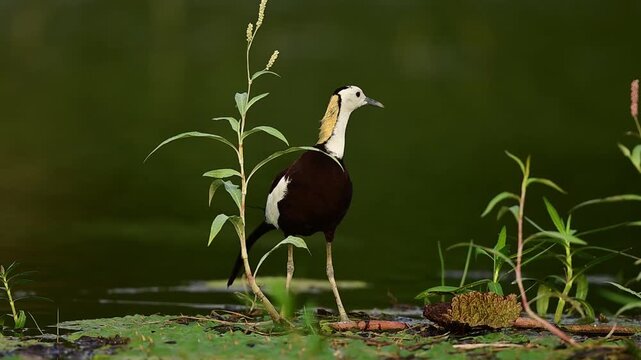 Its body displays a rich chocolate-brown hue, sharply contrasted by clean white wings and a white face.