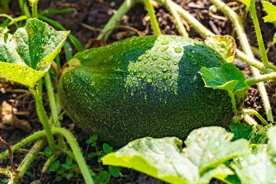 Close up of a melon ovary in a garden bed
