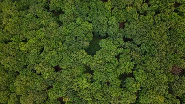 An aerial drone perspective captures a dense, lush green forest canopy, highlighting the natural textures and organic patterns of woodland.