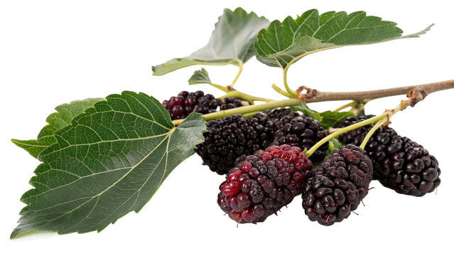 Branch of fresh ripe dark purple mulberry fruits leaves isolated on transparent background