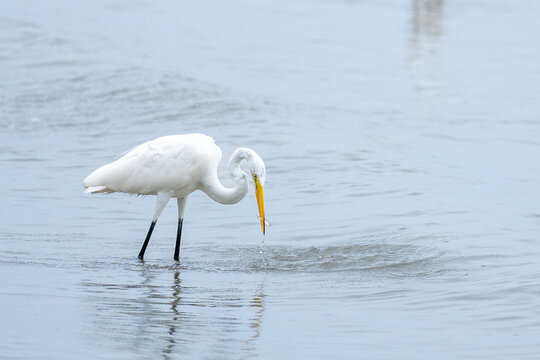  garceta grande (Ardea alba), conocida por su plumaje blanco inmaculado y su largo cuello en forma de "S".Se caracteriza por tener un pico amarillo brillante y patas oscuras, caracter&iacute;sticas visibles 