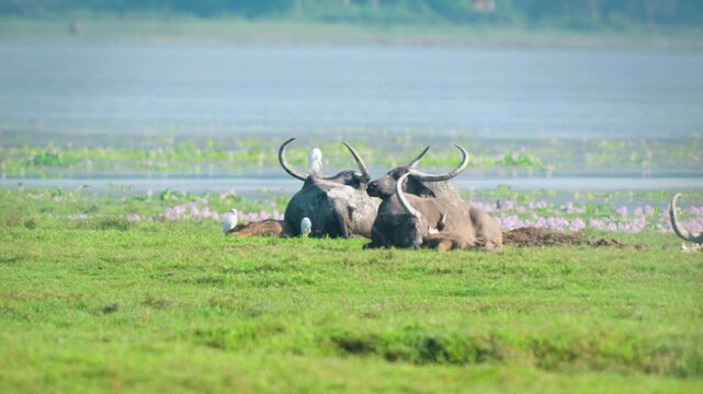 A group of wild water buffalo with large horns resting in a green meadow by a lake in India, featuring white egrets and cinematic natural lighting.
