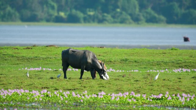 A cinematic shot of a wild water buffalo grazing in a lush green meadow in India. Authentic wildlife scene featuring white egrets and purple flowers in a sustainable ecosystem.