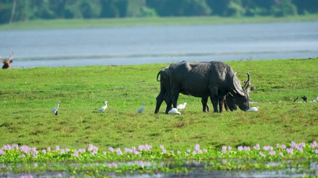 Cinematic shot of wild water buffalo grazing in a lush green meadow by a lake in India, surrounded by white egrets. Authentic wildlife scene for nature and sustainability documentaries.