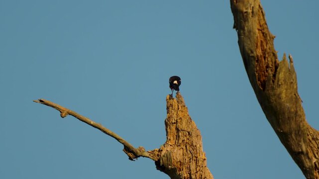 A cinematic shot of an Asian pied starling bird resting on a dry, weathered tree trunk against a clear blue sky in the Indian wilderness.