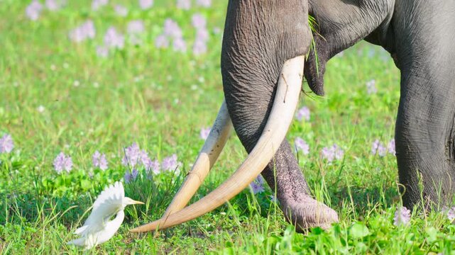 A cinematic closeup of a majestic Indian elephant with large tusks grazing in a field of purple flowers while a white egret bird walks nearby. Authentic wildlife scene in India.