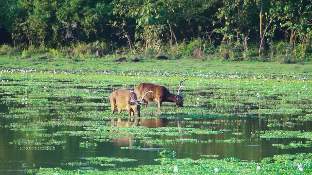 Two authentic Barasingha swamp deer with large antlers grazing in a lush green wetland marsh in India. Cinematic wildlife scene highlighting sustainability and biodiversity.