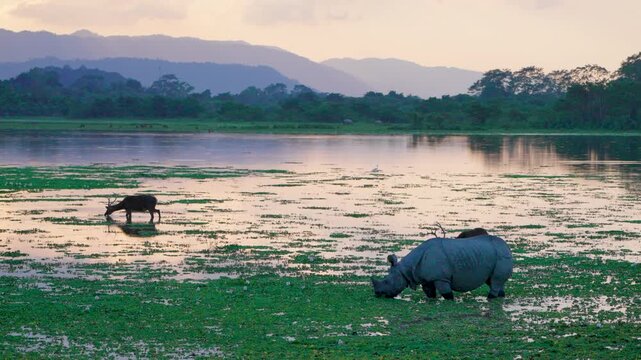 A cinematic wide shot of a onehorned rhinoceros and a deer grazing in the wetlands of India during golden hour. Perfect for sustainability and wildlife conservation themes.