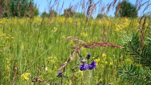 Summer flowers at the edge of the forest.
This combination of herbs occurs in the middle of summer. 


