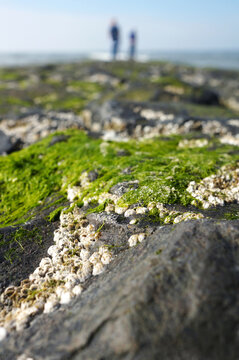 Rocks with seaweed close up blurry people in the background