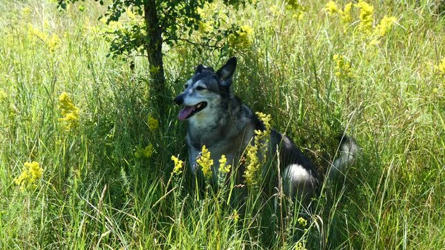 
The dog independently found a place for itself to protect itself from the sun's rays. 
Intelligence or instinct. What's more important in this case?