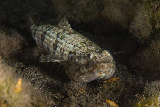 Lizard fish from the Mediterranean Sea
