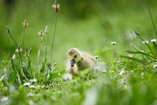 Kanadagans Baby im Gras