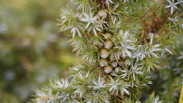 Alpine juniper branch with berries in a mountain close-up