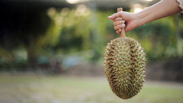 Hand Holding Fresh Durian Fruit with Green Nature Bokeh Background for Tropical Fruit Concept