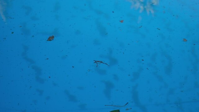 Small debris floating on the pool surface. Home pool maintenance. Minimal, copy space.