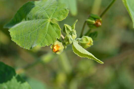 Velvetleaf flower buds - Latin name - Abutilon theophrasti