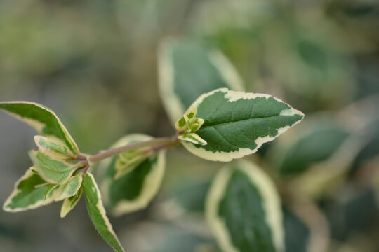 Glossy abelia variegated leaves - Latin name - Abelia grandiflora Magic Daydream