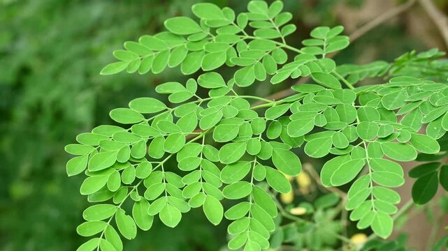 Fresh green Moringa oleifera or Moringa oleifera leaves blowing in the wind, these leaves can be used for herbal medicine
