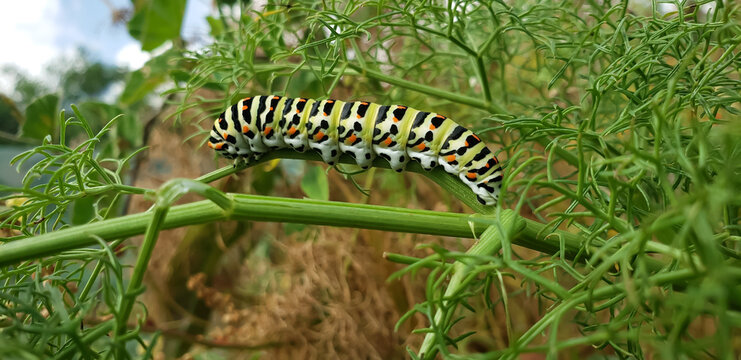 Vibrant swallowtail butterfly caterpillar crawling on a green plant stem, macro photography
caterpillar on a leaf