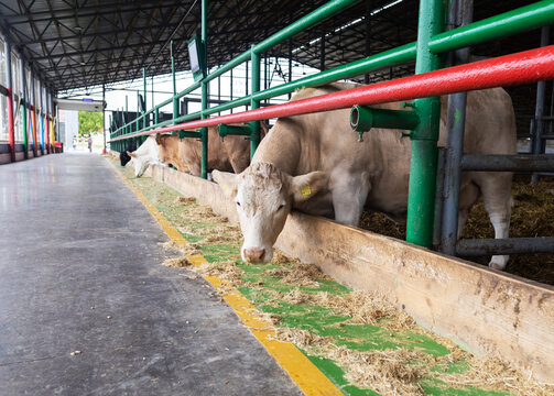 Charolais cattle eating feed inside modern livestock barn. Purebred beef cow on a modern dairy farm.