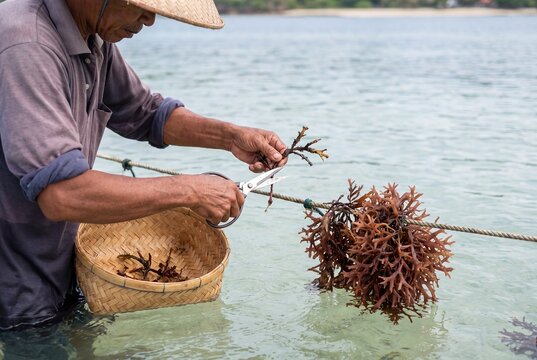 Trimming red seaweed from cultivation rope in tropical ocean