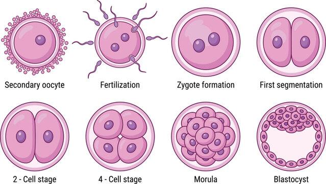 human embryonic development stages from secondary oocyte to blastocyst